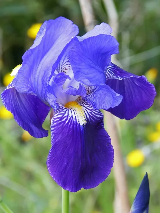Iris Germanica in Vendita